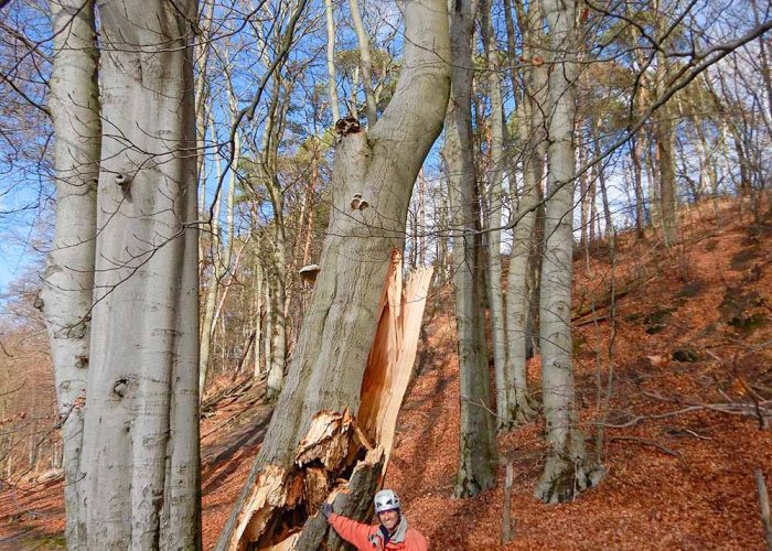 Baum umgefallen