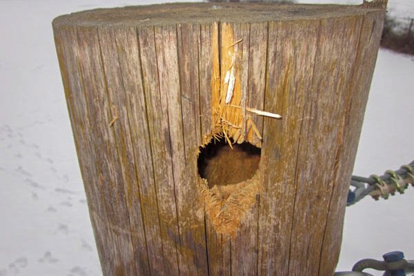 Verrottung Anzeichen Specht3